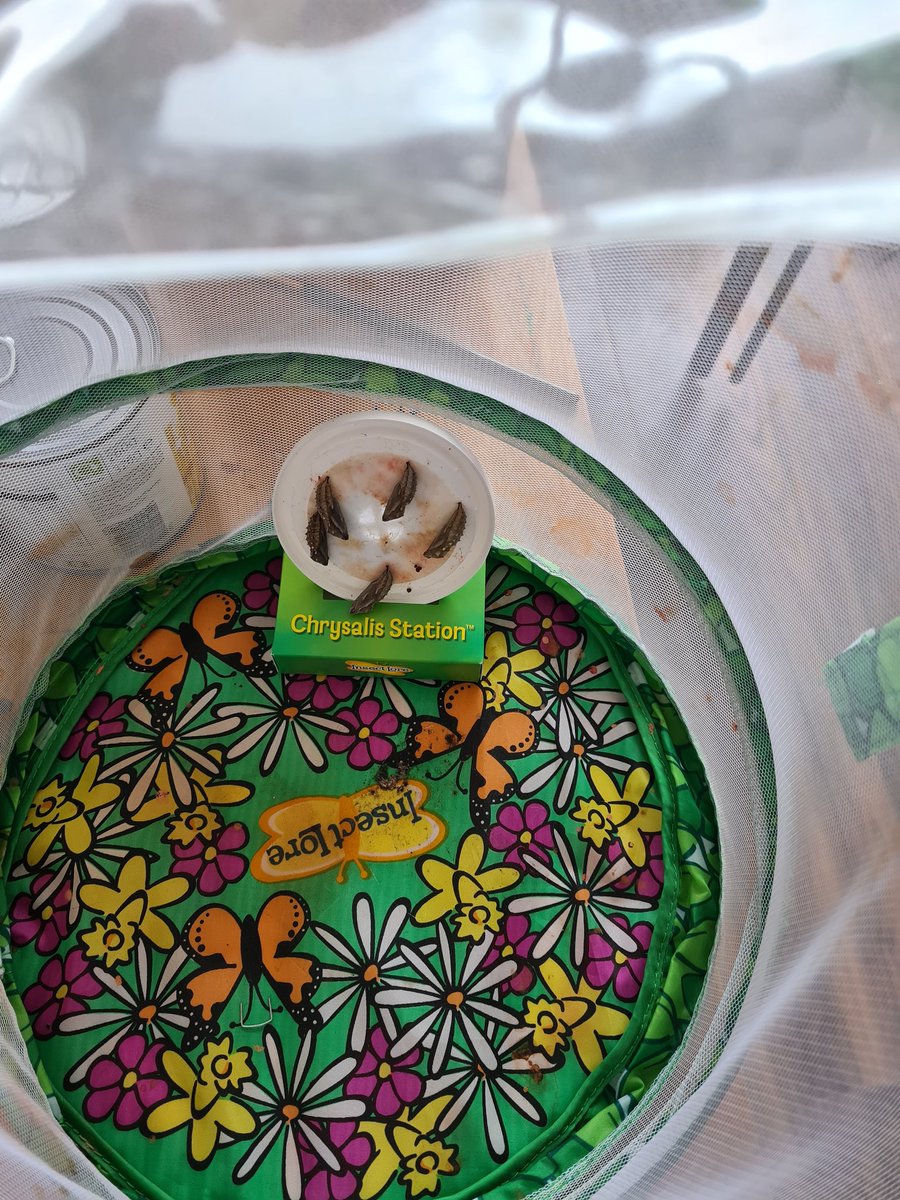 LesleyRB19's tweet image. Our caterpillars have come home for the Easter holidays, I will be keeping my class up to date on their progress! @SidegatePrimary @insectlore @Seesaw #lifecycle #Year2Science