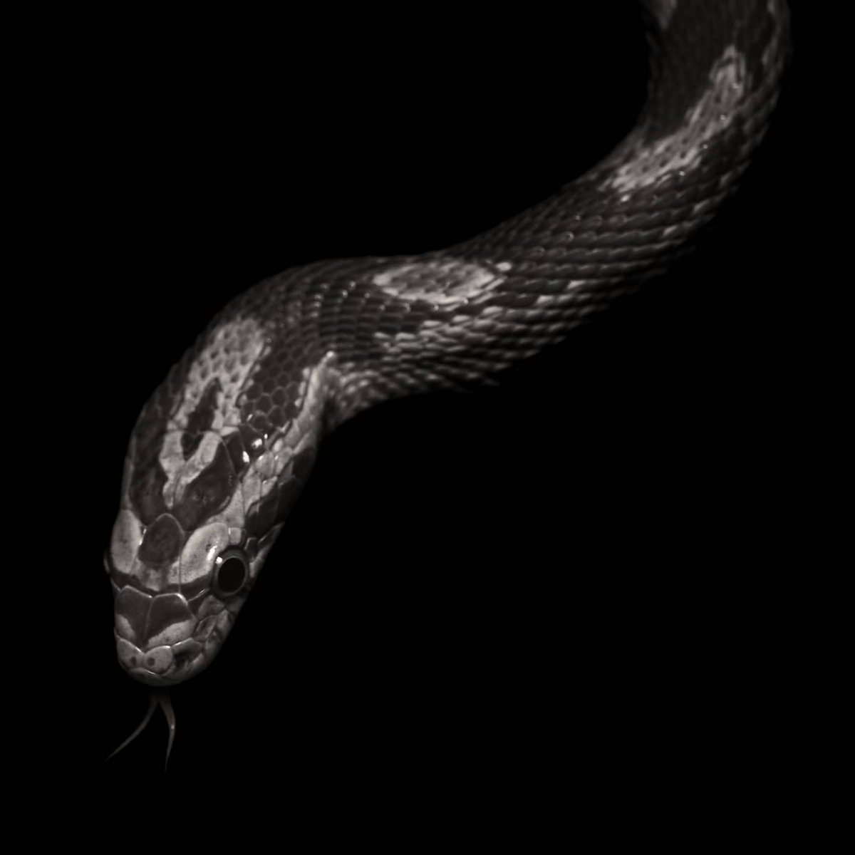 i_photons's tweet photo. Had some fun with photography! #photography #snake #lizard #turtle https://t.co/fOgjNFG5E3