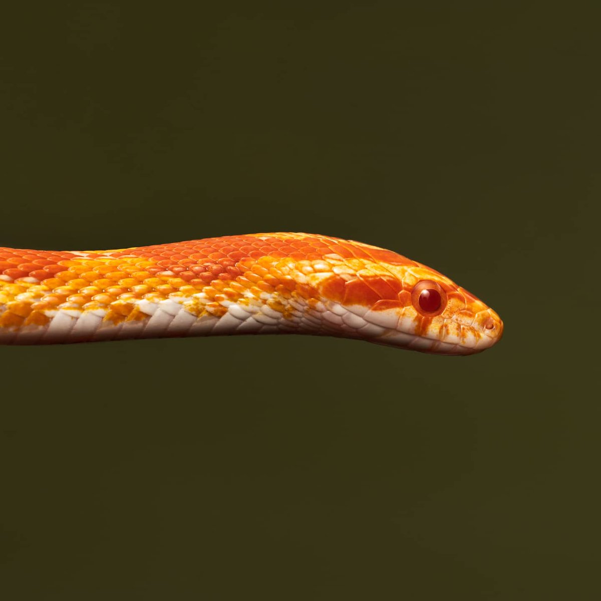 i_photons's tweet photo. Had some fun with photography! #photography #snake #lizard #turtle https://t.co/fOgjNFG5E3