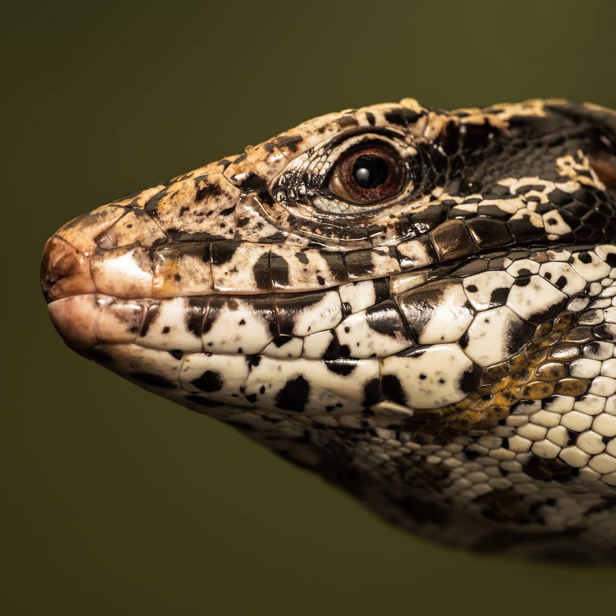 i_photons's tweet photo. Had some fun with photography! #photography #snake #lizard #turtle https://t.co/fOgjNFG5E3