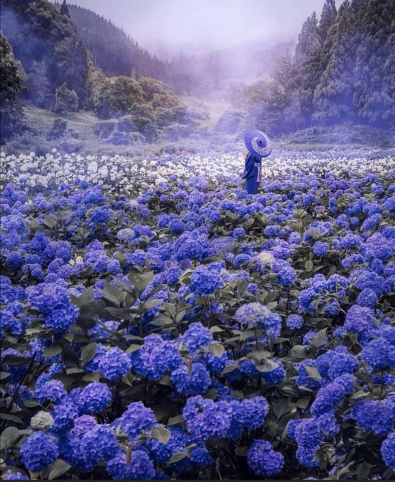 PilarAlemparte's tweet photo. 'Lo que uno ama en la infancia se queda en el corazรณn para siempre'โ.Jean-Jacques Rousseau).
#hidrangeas #japan
#leoEscuchateChile
https://t.co/QK2D1VtQoZ https://t.co/n51yM4TGap