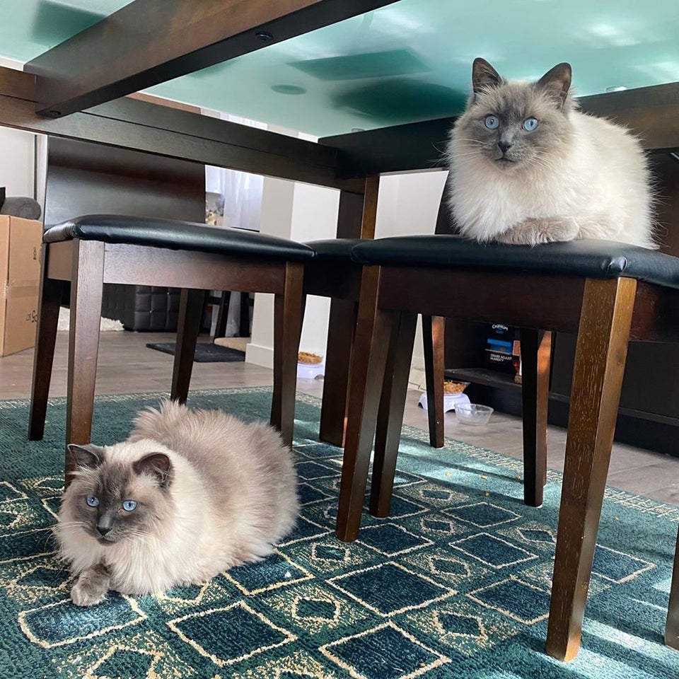 Siamesecat_Mom's tweet photo. My two beautiful babies are together again and i love Siamesecats! 🐾💘
#siamesecat #siamese #cats #cat #of #love #catlife #catlover #siamesecats #catlovers #kittens #kitten 
#siamesekitten #meow #siameseworld #catoftheday #world #kitty #feature #blueyes #siameselove#siamesecat https://t.co/gDuKwfAq1v