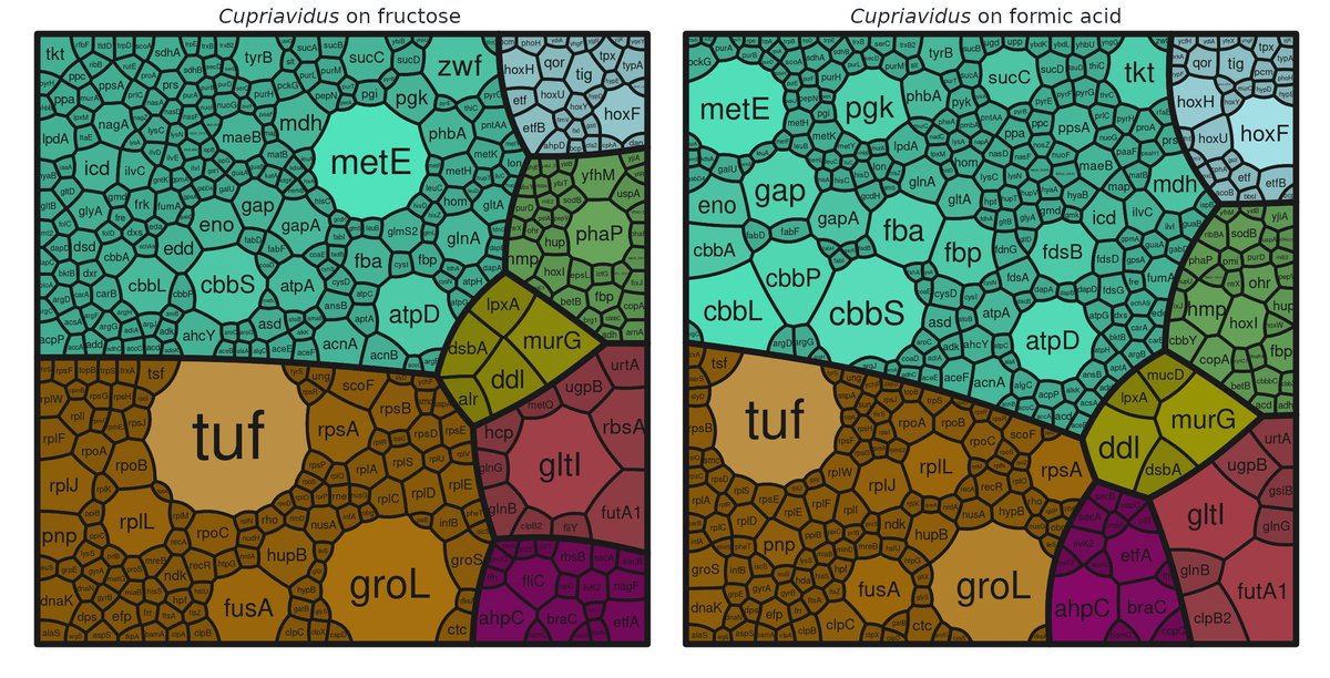 mich_jahn's tweet photo. Our new paper about #Cupriavidus necator features a lot of #proteomics data. What didn't make it into the manuscript are #voronoi #treemaps such as those. The maps show the top 500 proteins by mass. Make your own treemap with this new #R #shiny app🌳🗺️ ⬇️
https://t.co/ylcD0TQ2mS https://t.co/ccZR4B70SE