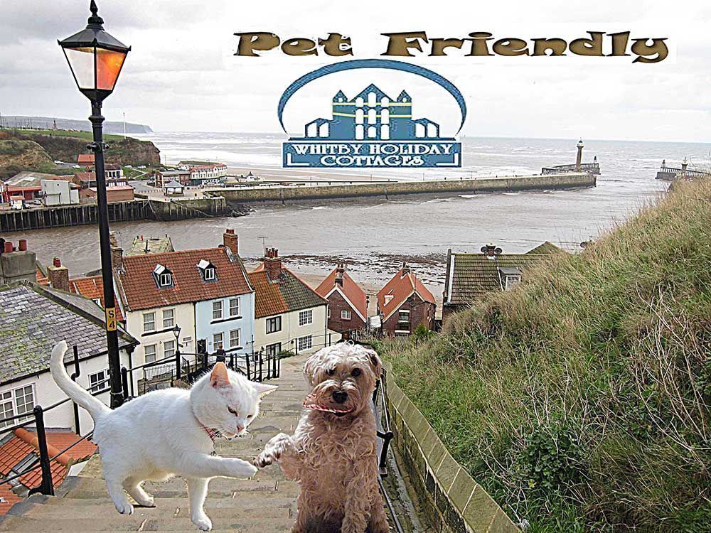 whitbycottage's tweet photo. Whitby Pet Friendly Self Catering Accommodation for people who want their dog to also enjoy its holiday. https://t.co/OPkdsORpJG Tel 01274614650 https://t.co/dvv5y1X2PR
