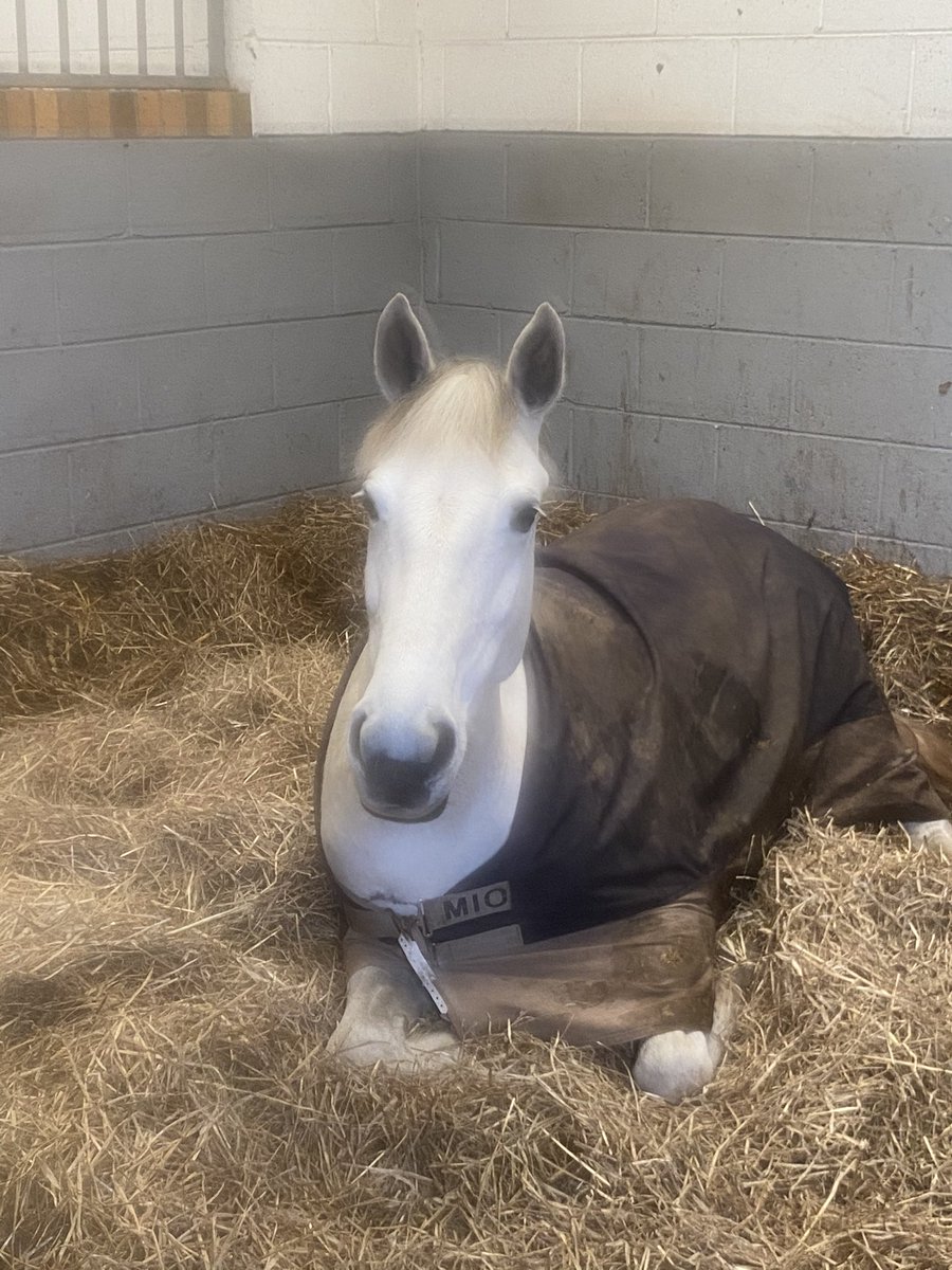 PPonio's tweet photo. Ponio saw the weather and took a nap whilst her baby brother went out on his own again! Nice to be able to make some plans to get them out and about now! #endoflockdown #diaryofawannabeeventer https://t.co/PXbKeQewBM