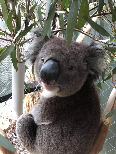 1300KOALAZ tweet media