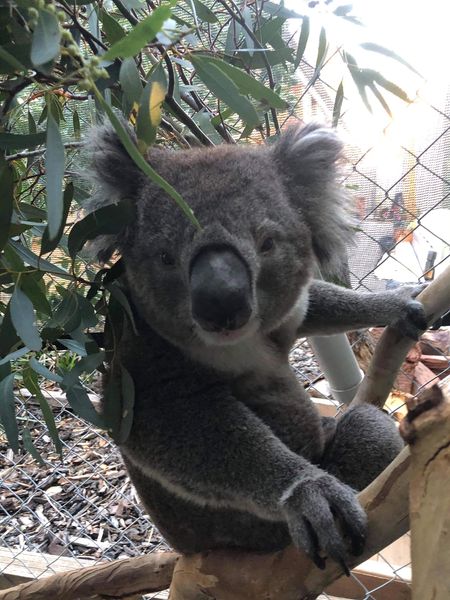 1300KOALAZ tweet media