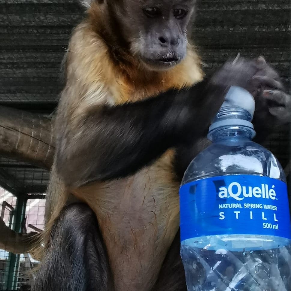 PrimateRescue's tweet photo. Hydration is key
#internationalprimaterescue #primatesofinstagram #primaterescue #iprescue #primatesarenotpets https://t.co/uE8hpuF0qT