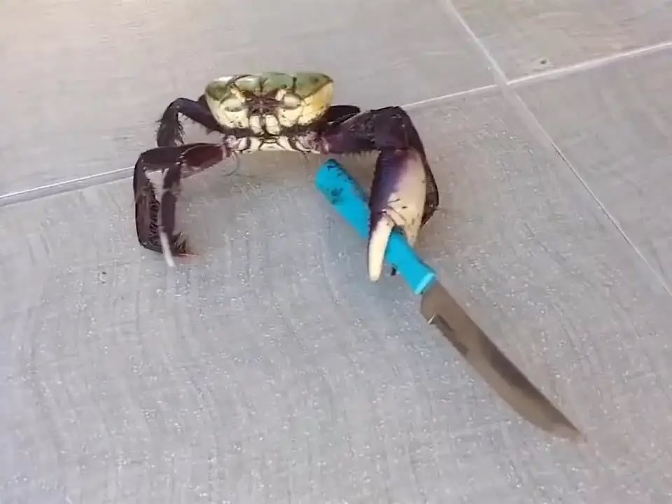 WesHolden's tweet photo. Me when someone disrespects me, vs me when someone disrespects my mom, Jesus Christ, Brendan Fraser, Orlando bloom, emma stone, Tony hawk, Abby king, Simon pegg, the 5 girls I have crushes on, bam margera, mike schack, Heath ledger, Kenny chesney, or Lisa wells https://t.co/nHnvfhlkwo