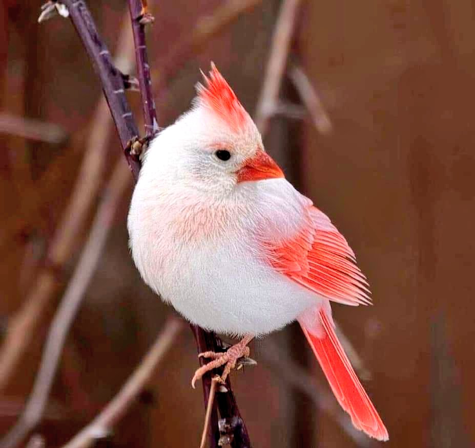 mikeerichards's tweet photo. Rare White Cardinal https://t.co/DoDkEURTFL