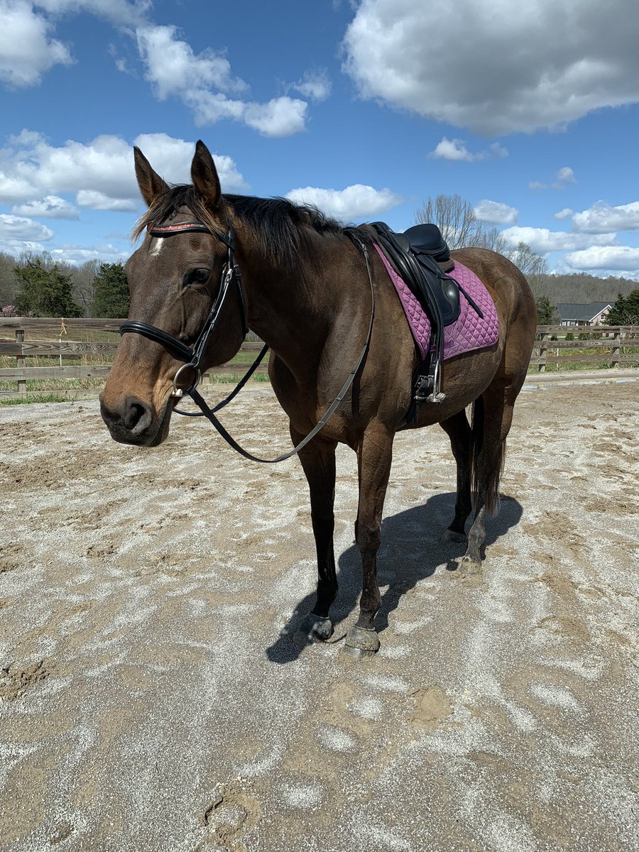 Katie94603725's tweet photo. When your pony gives you her best on a beautiful day ❤️❤️🤩
#ottb #marepower #spring #veggiesaurus #dressagequeeninthemaking https://t.co/J4tKWGQx1u