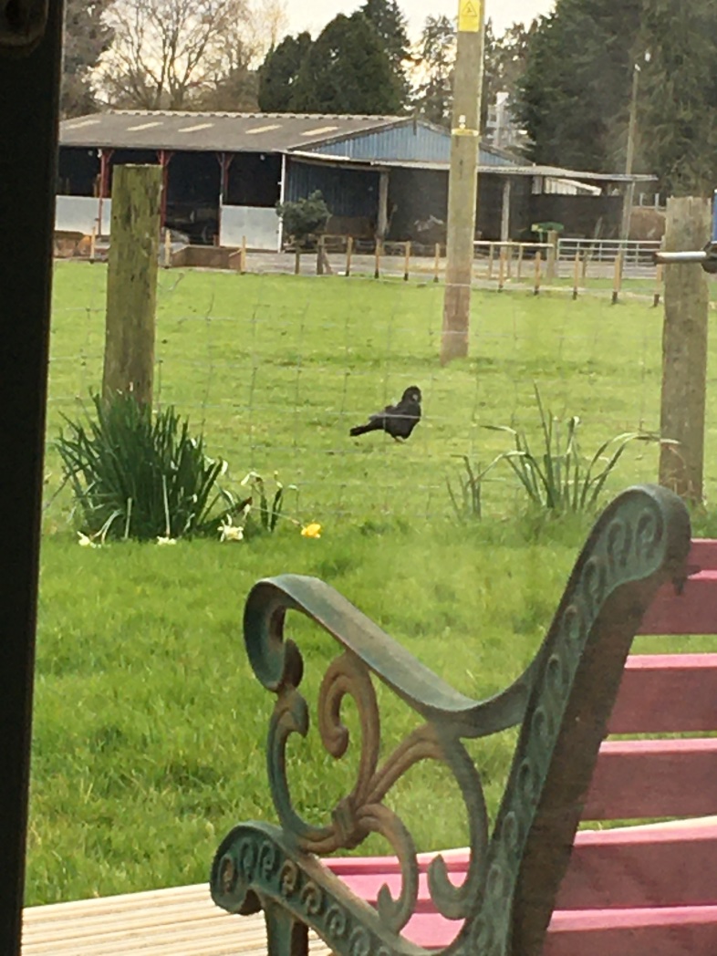 TicCrystal's tweet photo. So not the best capture, but I was charmed by this handsome carrion crow hanging about yesterday.. It’s something in their demeanour
#MoreBirdsLessPolitics https://t.co/praa9ILZdo