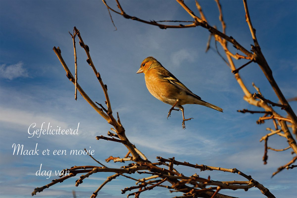 sophiamook's tweet photo. #maartvogelsmaand ik spring over met #plevier maar wel een #vink met springplezier https://t.co/A7yTqDAfmV