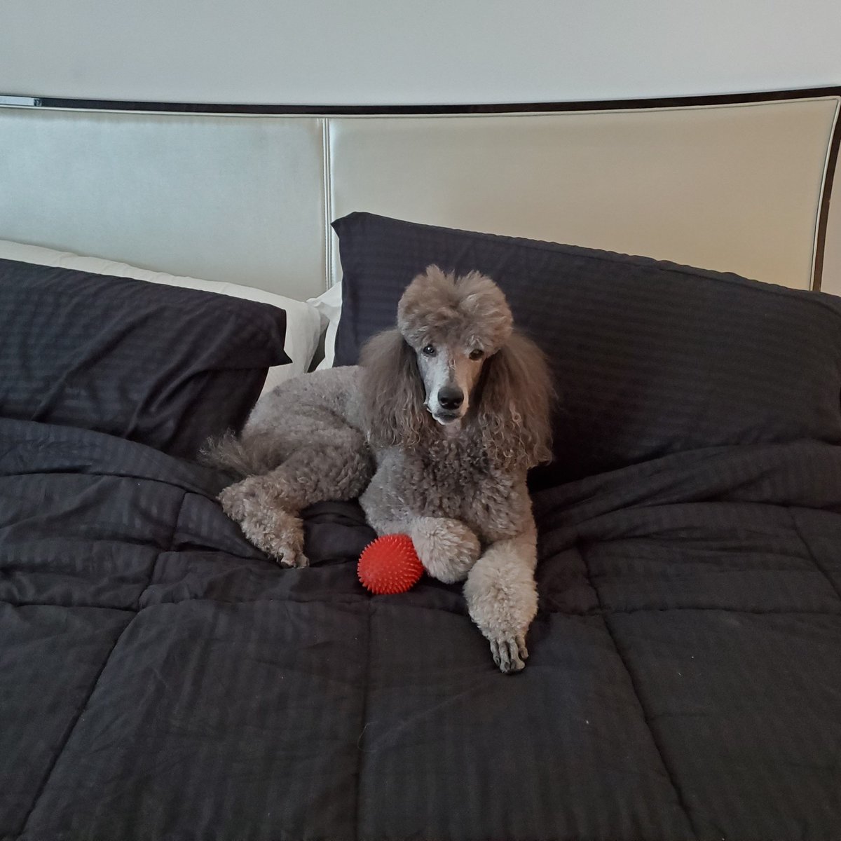 CTCorps's tweet photo. CTCorps therapy dog Lulu is having a very relaxing Sunday! There's nothing better than staying late in bed with your favorite toy. We hope the rest of your Sunday is just as peaceful, Lulu! #StayHomeSaveLives #StayHomeStaySafe #StoptheSpread #quarantinedoggos #quarantinedogs https://t.co/S31vqqX4vX