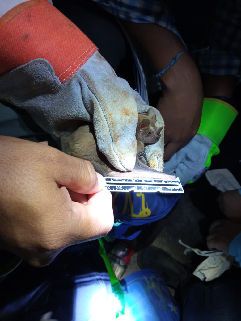 BioBurunga's tweet photo. Fin de semana ocupado. Compartiendo conocimientos en tecnicas de monitoreo con murciélagos a futuros profesionales #BiofuturePanama #BioBurunga @inaturalist https://t.co/vUVTmhfChO