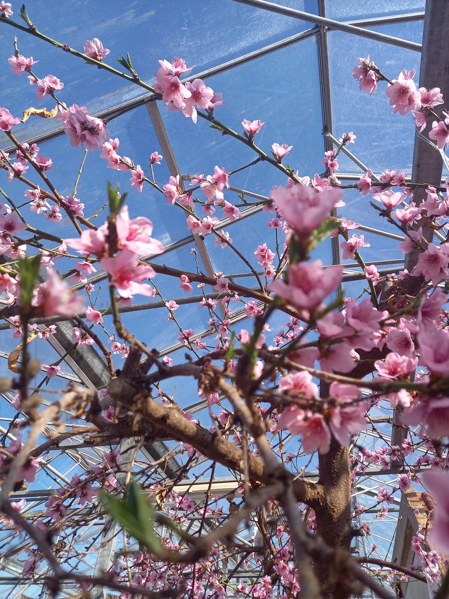 EmmyMB's tweet image. Lente in de #Zelfpluktuin #Voedselbos #Texel... Pràchtige bloesem van de perzikboom.