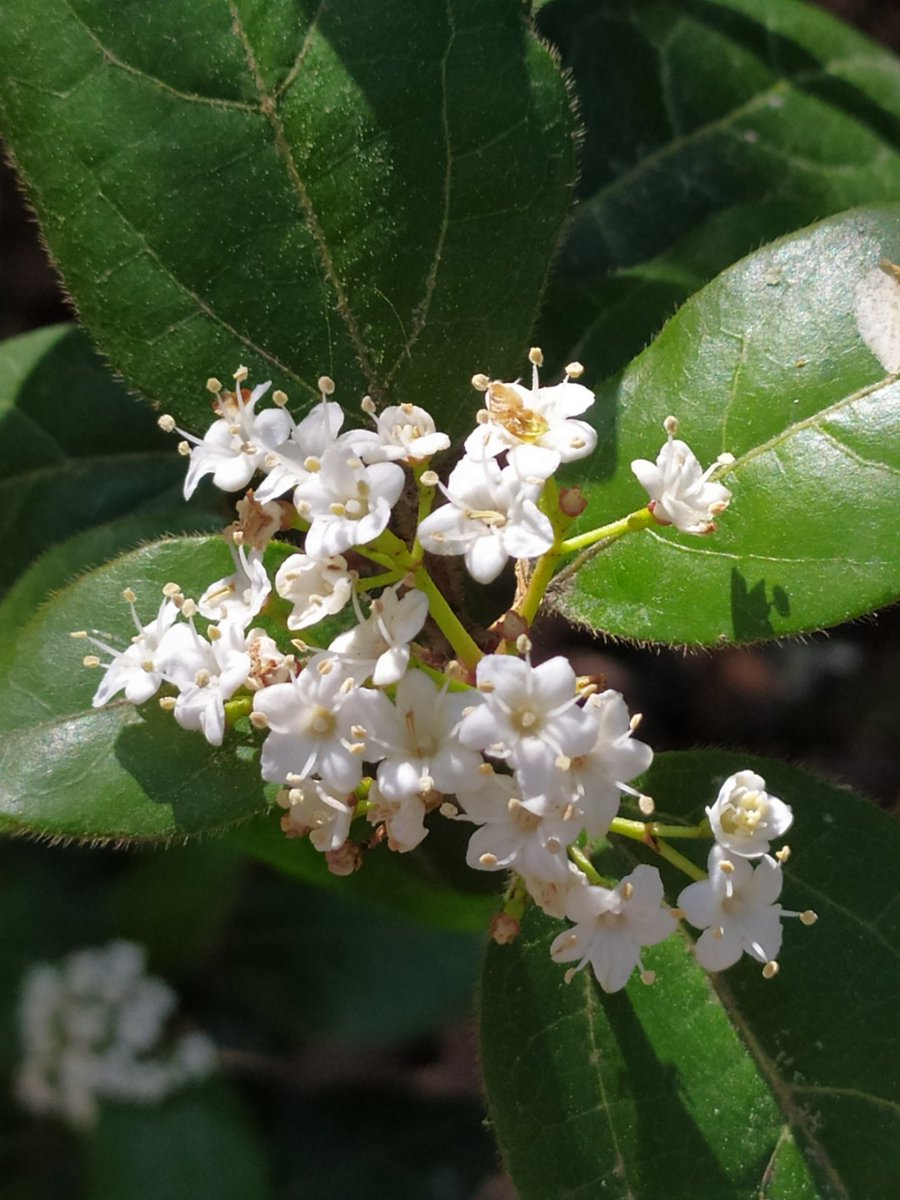 mdelhaye's tweet photo. #springstuff
https://t.co/frH9kWDUYg https://t.co/wczURTGmjZ