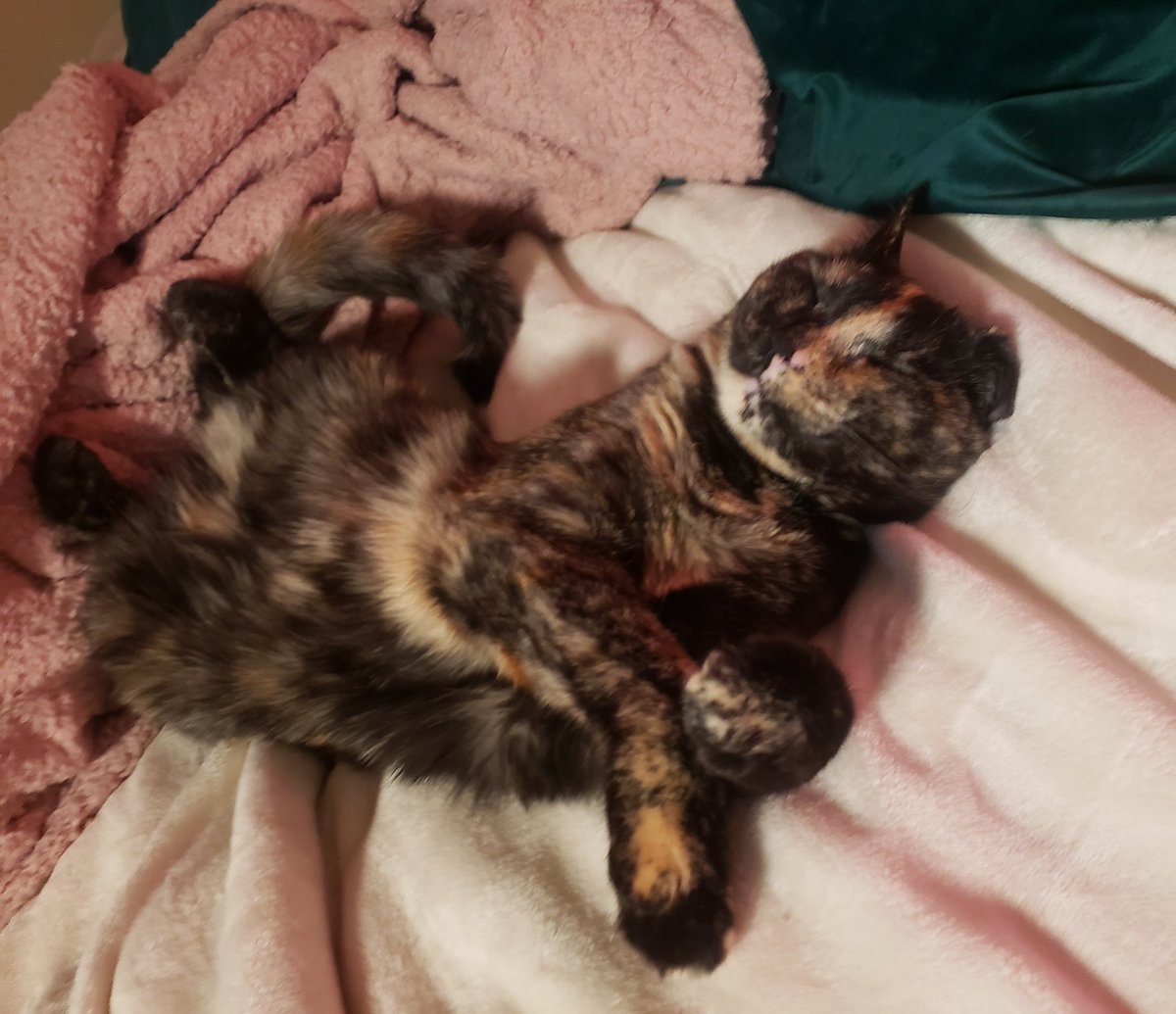 cozy morning stream to continue (and hopefully finish) villager hunting ☕☕

also enjoy the cute tonks pic
twitch.tv/thenovalux #twitchstreamer