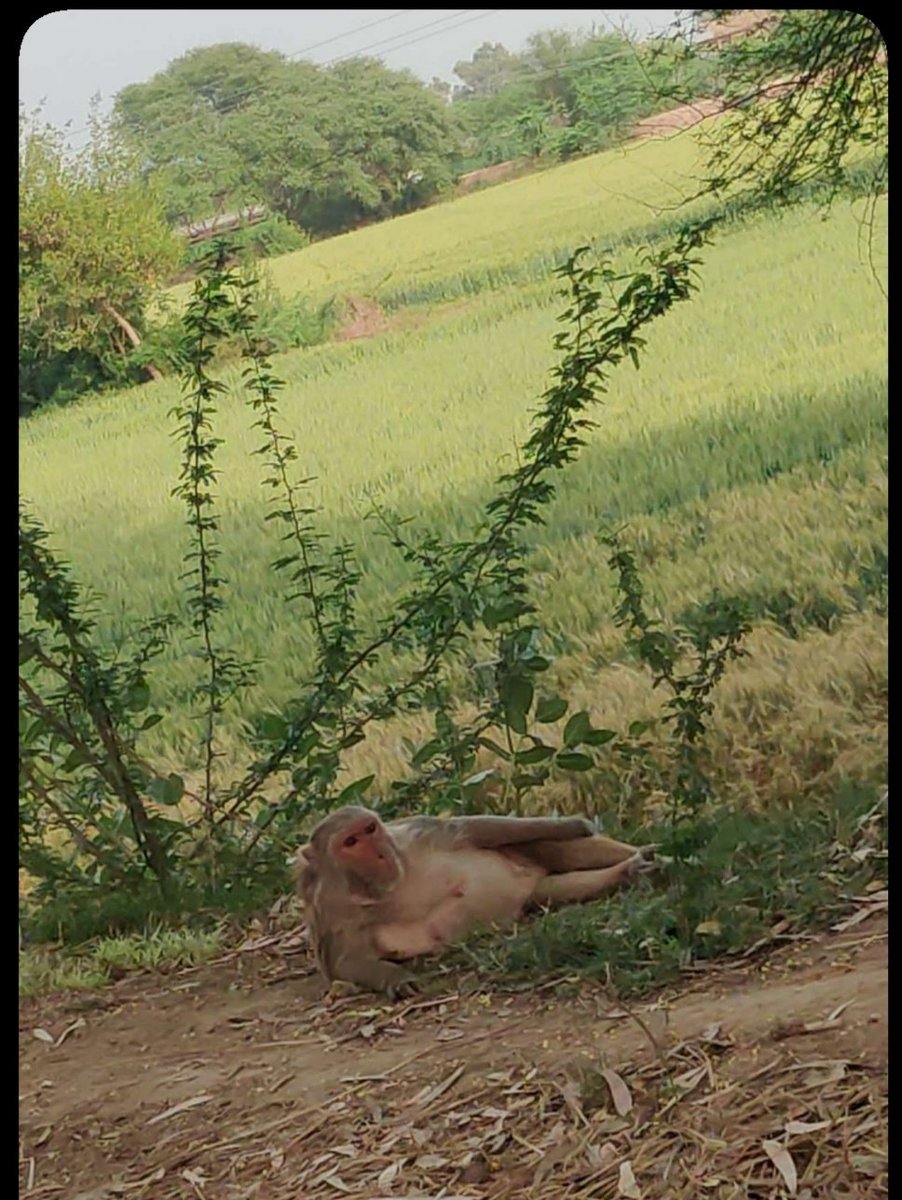 bhatti_prerna's tweet photo. Bosss baby😂👌
#nature #naturephotograpahy #Animal #monkay #Evergreen https://t.co/2VEhZgQQ7H