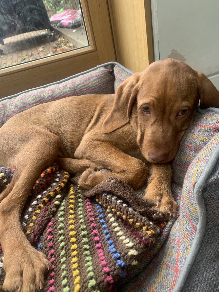 In theory Ned is my training partner for Run Cancer Run! ⁦<a href="/RoyalParksHalf/">Royal Parks Half</a>⁩ @StGeorgesTrust⁩ in just two weeks. Why the face? He spotted my trainers and retreated!                         <a href="/caitlin31832045/">Caitlin</a> ⁦@asangafern⁩   justgiving.com/fundraising/ca…