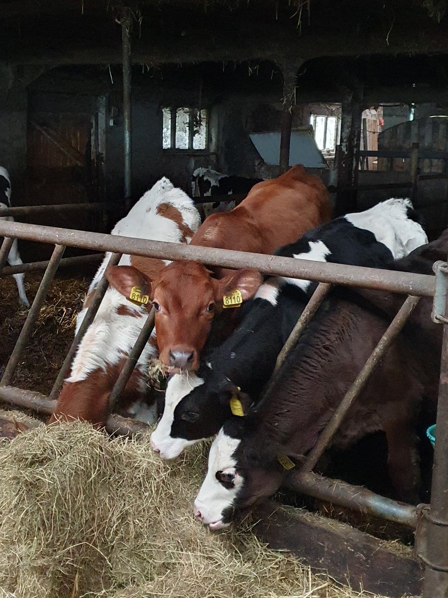 hendrik_sjoerd's tweet photo. Jonge geitjes en kalfjes bekeken bij een oomzegger😊  #boerencamping #tHoogje #DeWilp https://t.co/wrjwDs1JTX