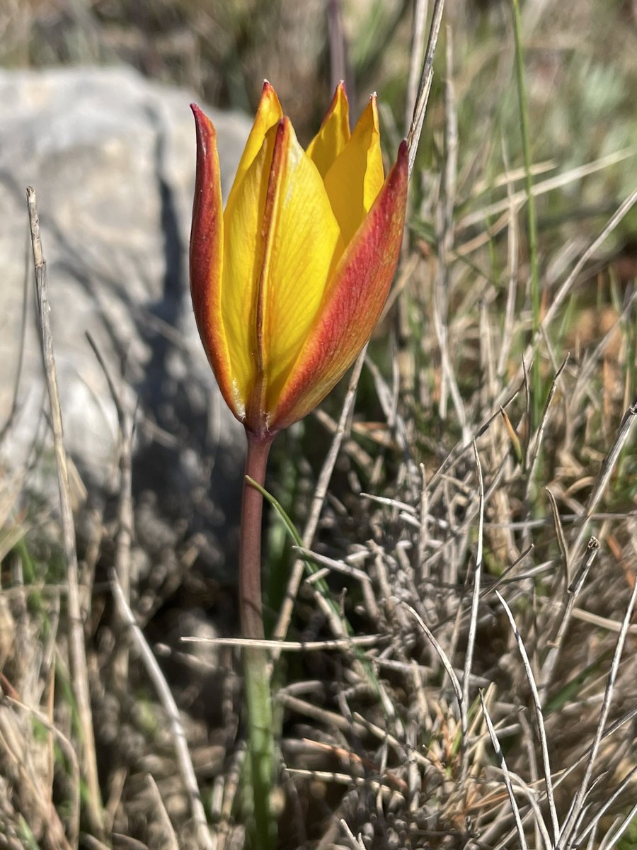 La_Rassada's tweet photo. Tulipa sylvestris selection from a recce this pm. #wildflowers https://t.co/TaXJXgEuZX