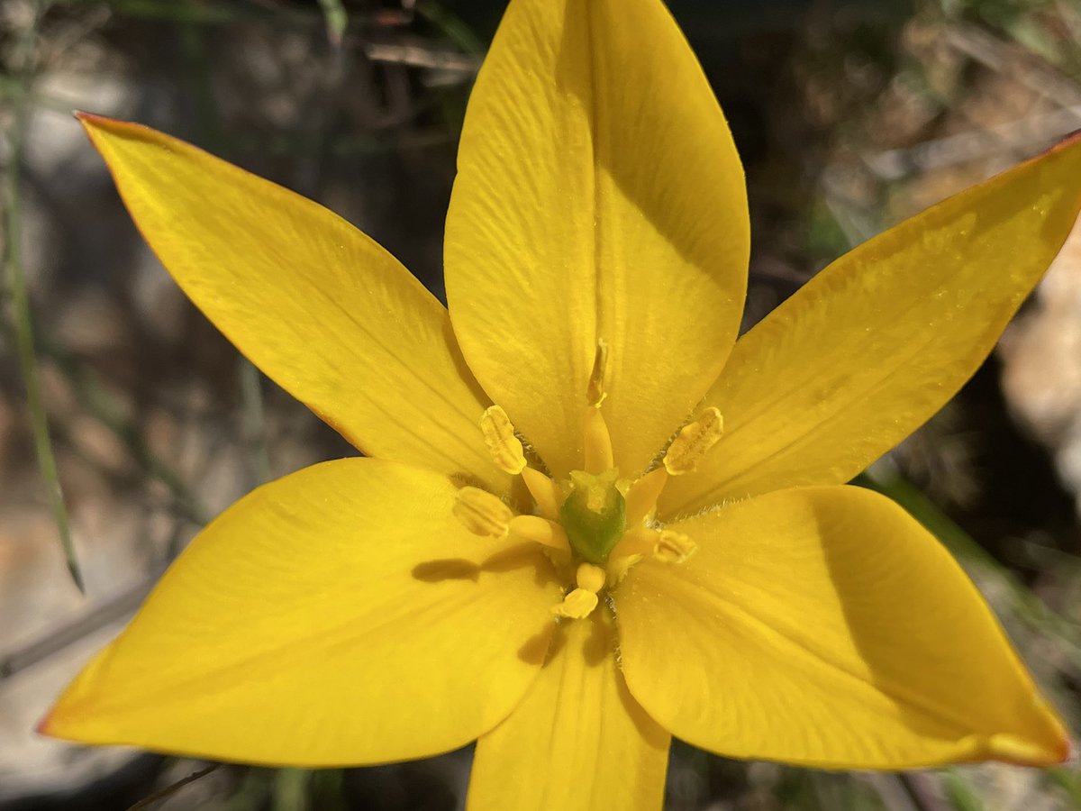 La_Rassada's tweet photo. Tulipa sylvestris selection from a recce this pm. #wildflowers https://t.co/TaXJXgEuZX