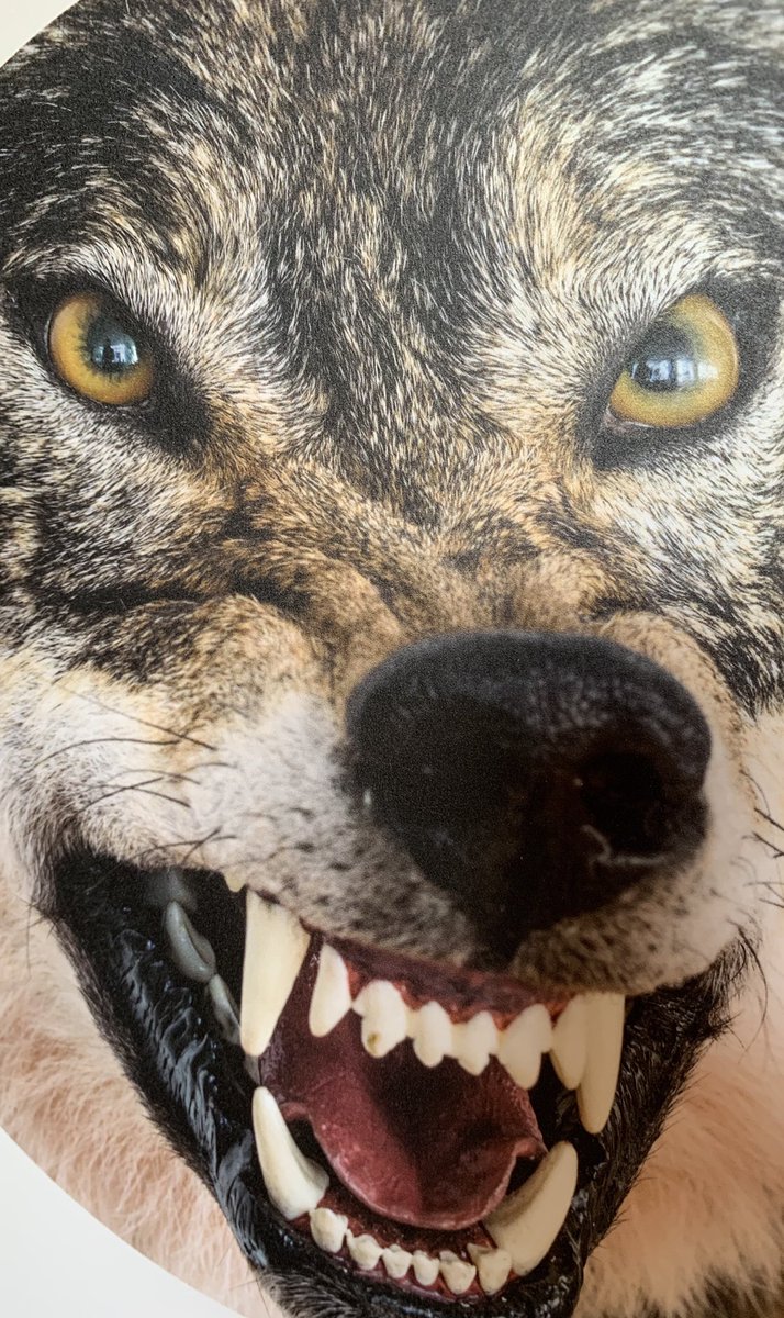 LeJournalduK's tweet photo. Le #loup 🐺 est de retour sur le toit de la Belgique 🇧🇪 à #Botrange 🥾
🐼 #expo en partenariat avec @WWF_Belgique
🤭 Pour revoir pas mal d’idées reçues
🎫 GRATUIT
🔚 Jusqu’en mars 2022
ℹ️ https://t.co/3Maof3M9e5
#VisitWallonia #PROVINCEDELIEGETOURISME https://t.co/qqDWEAQ8io