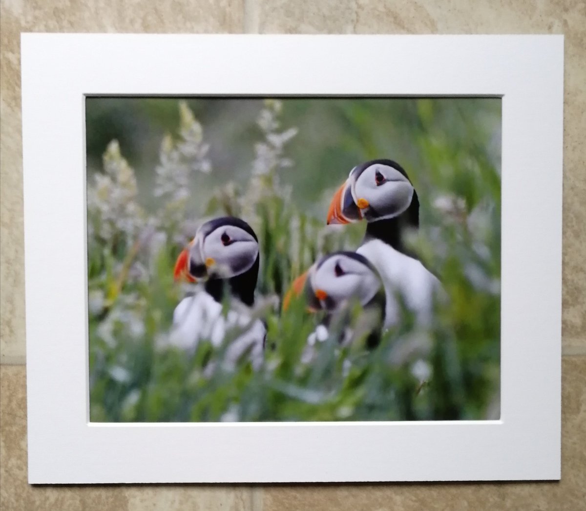 'Puffins in the grass' 10x8 mounted print.  You can buy it here; https://www.carlbovis.com/product-page/puffins-in-the-grass-10x8-mounted-print 