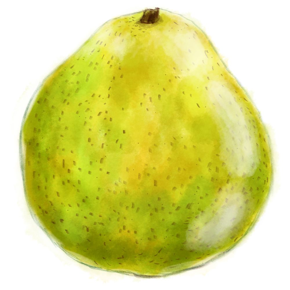 تويتر Nori على تويتر 果物イラスト 洋梨 西洋梨 フルーツ 食べ物イラスト T Co Iykftaqhbv