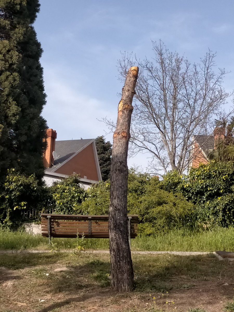 NachoGarciaAmor's tweet image. Lección 1 sobre podas: Pinus pinea no rebrota @ayto_pozuelo #Filomena @montes_mnatural