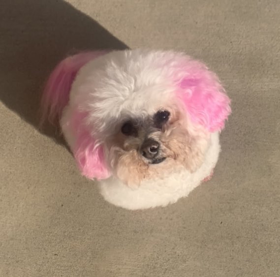 KarmaIsABichon's tweet photo. #SundayMood https://t.co/yzr7KjsDkL