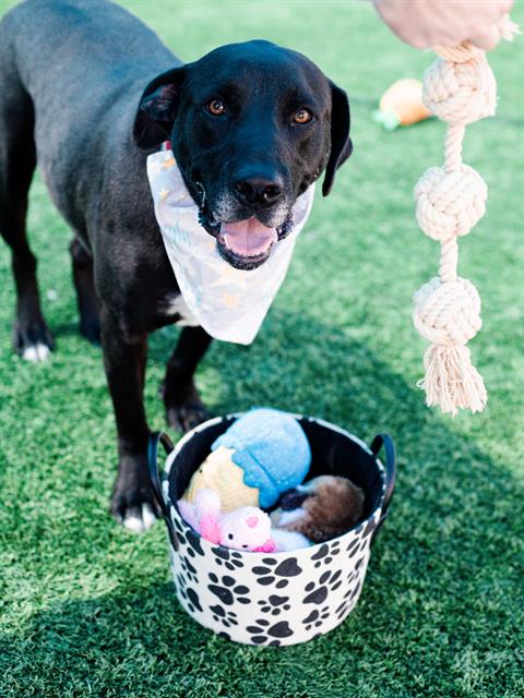DallasShelter's tweet photo. How about a goofy smile from Hank (#A1002744) to start your Sunday off on the right paw! π This cutie and dozens of his friends are available to adopt at (https://t.co/cEx4qjaye3) and foster at https://t.co/UymsDnxElr today. #BeDallas90 #AdoptDAS https://t.co/sxWyeBXsgU