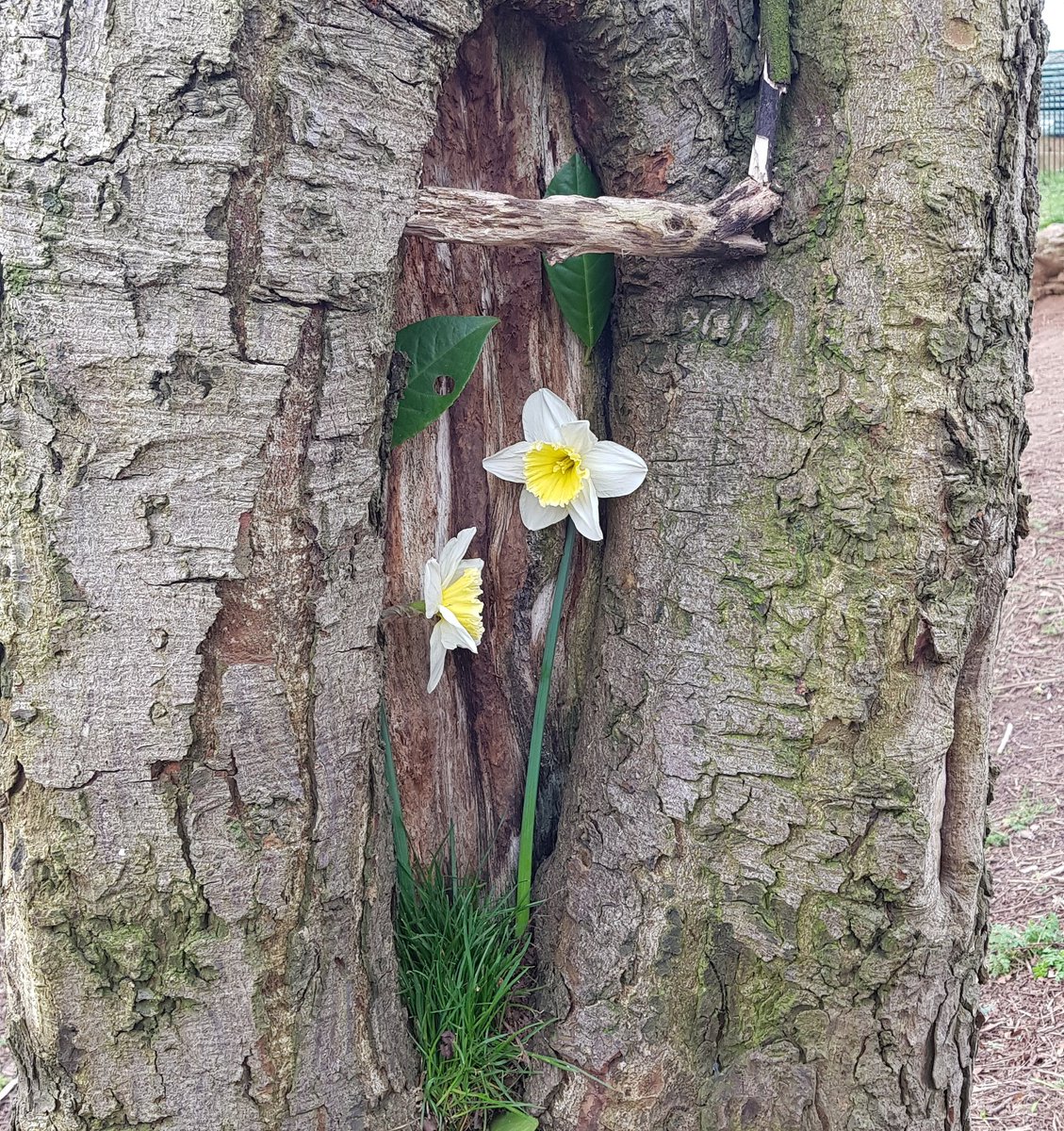 W123FOoL's tweet photo. #Kids made a random #art #sculpture when out and about. Thought it very cool!!!
.
#simplejoys #livelovelaugh #trees #kids #wisefool #funtimes #smile #kiddyfun #dadlife #kiddyfun #spring #flowers https://t.co/npYJo0q6wh