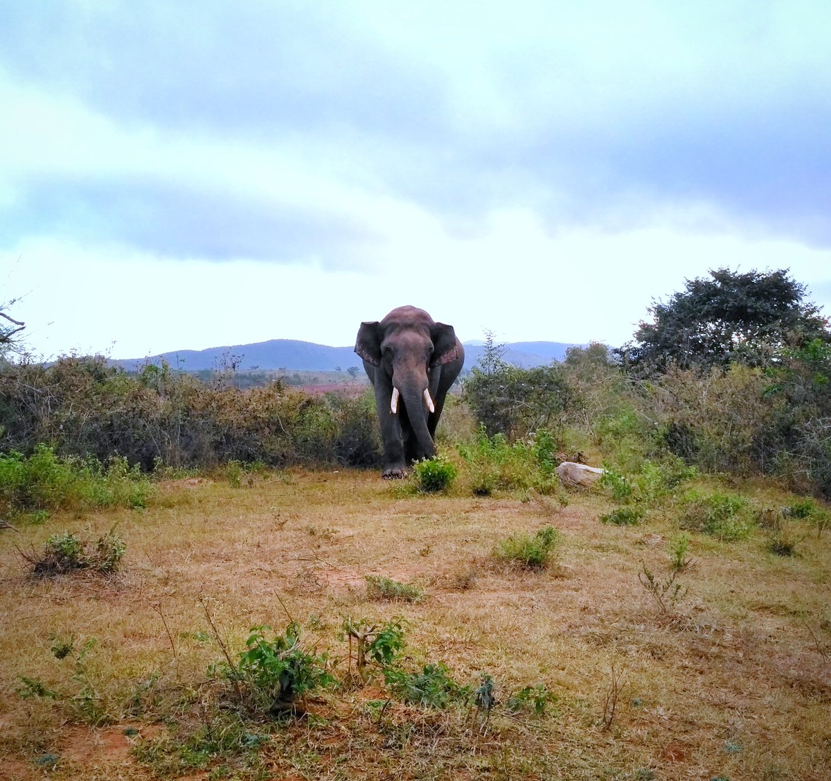 SobinMathew988's tweet photo. First sighting of an elephant while on our bandipur trip. While they are many more to come, you never forget your first one. #elephant #bandipur #wildlifephotography https://t.co/aLZQRQ7mug