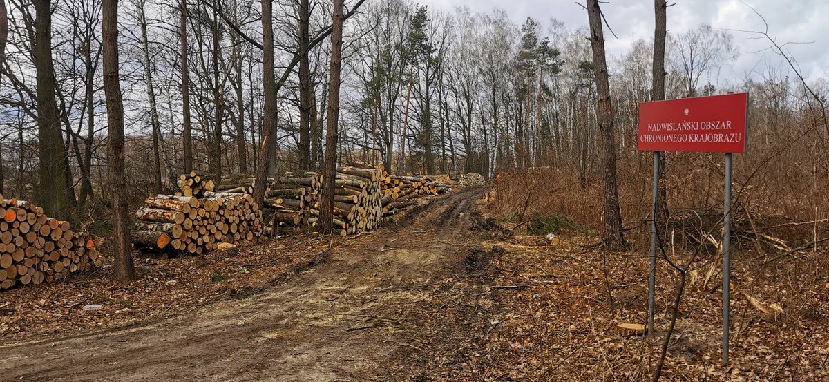 Meanwhile in the "Vistula Protected Landscape Area" near Warsaw. Pic by Cezary Kurdej.