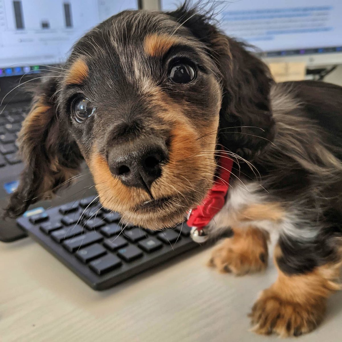 Turns out Zeus is a pretty great co-worker 🐶🐾💙 instagram.com/zeus_the_mini_…

#Dachshund #miniaturedachshund #doxie #puppylove
