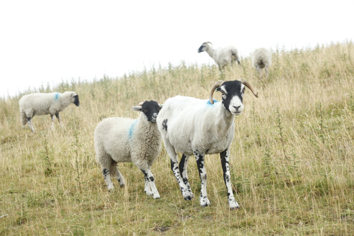 SuperMixMovie's tweet photo. Don't know why, but we kept having sheep walk onto set for Super Mix the Movie 🐑🐑 Genuinely not an April Fool's joke. #sheep #filmmaking #scifi For more film content check out @LastDogFilms !! https://t.co/qalkTlw2It