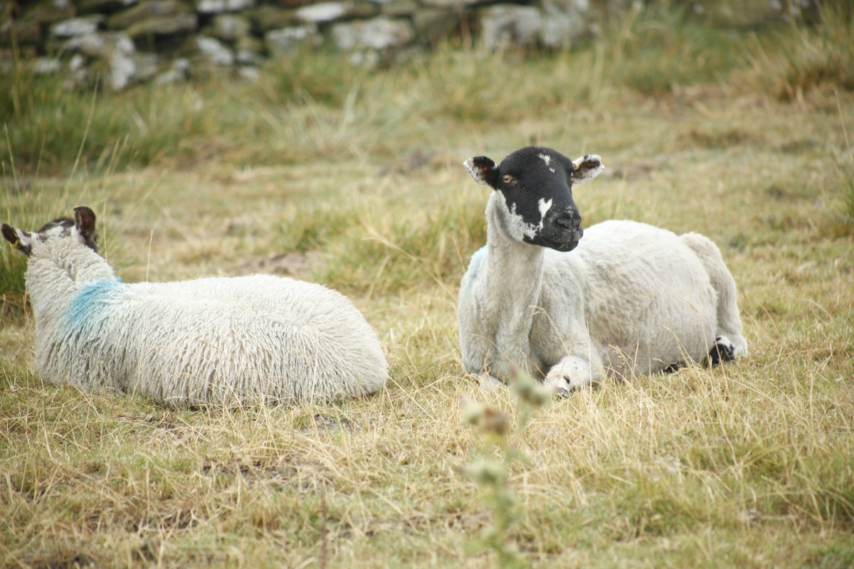 SuperMixMovie's tweet photo. Don't know why, but we kept having sheep walk onto set for Super Mix the Movie 🐑🐑 Genuinely not an April Fool's joke. #sheep #filmmaking #scifi For more film content check out @LastDogFilms !! https://t.co/qalkTlw2It