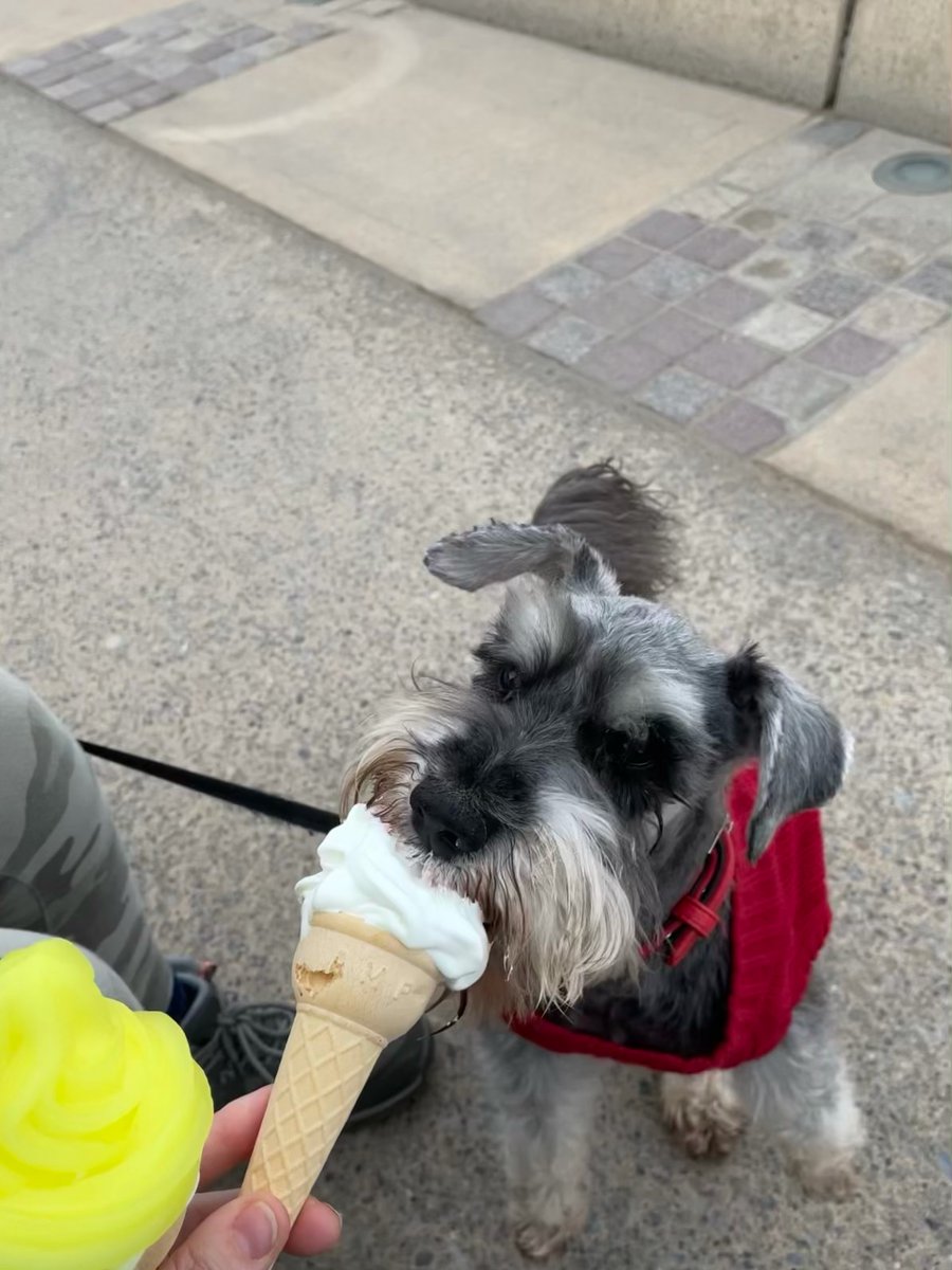 GLoRIA_of_2021's tweet photo. You can’t go to Redcar without having a Pacitto’s lemon top. It’s the law. Or sommat. Osc gives zero fucks about the law.
Both eaters managed to get ice cream on their schnozz.
#Pacitto #LemonTop #Redcar #TheOsc @misspreturns https://t.co/2xdxdQAfMs