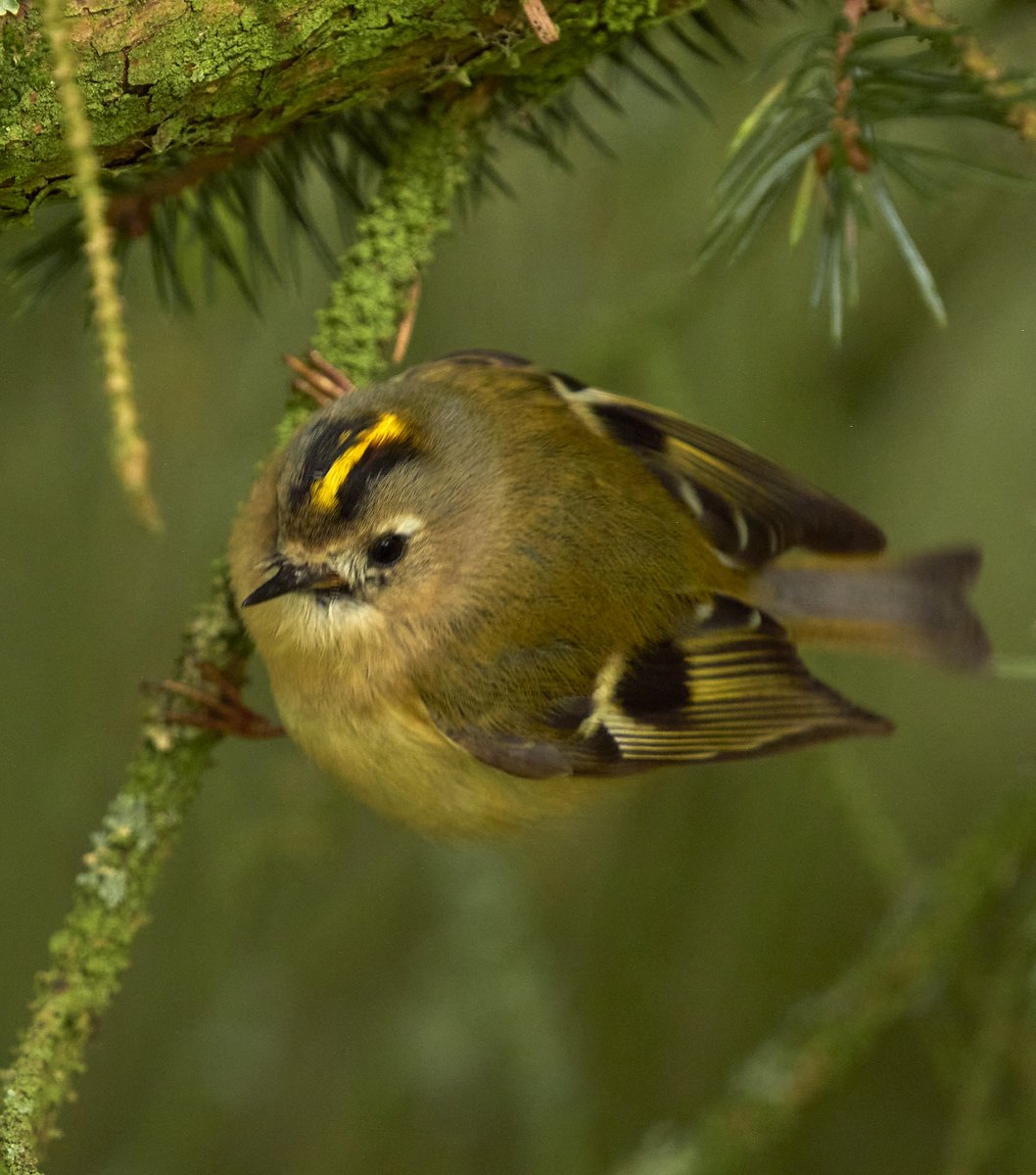 mindy_monster's tweet photo. @Natures_Voice This little beauty! First time I've seen one. https://t.co/E7gPQd5sjr