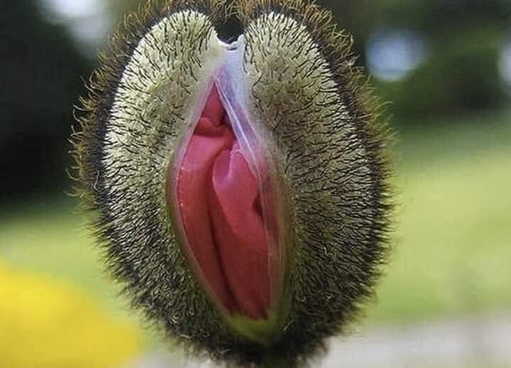 Amapola flor de FLOR DE