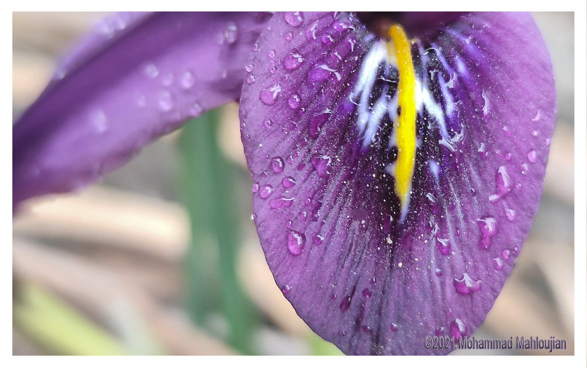 PhotoAmirAll's tweet photo. Iris after the rain
#Stockholm #Sweden
#CanonSweden #CanonSverige #CanonFavPic #CanonFavPhoto #CanonUSAImaging #digitalps #canonphotography #AP_Magazine #Sweden #Sverige #NatGeo #NatGeoPhotos #Photographer #Photography #yesSweden #BeautifulStockholm https://t.co/PgDs7enCgZ