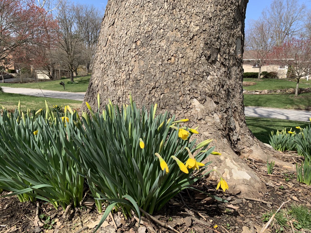 rgd_art's tweet photo. Spring is here, reminding of Frost’s “Nothing Gold Can Stay”: 

Nature’s first green is gold,
Her hardest hue to hold.
Her early leaf’s a flower;
But only so an hour. https://t.co/mgScOivgD7