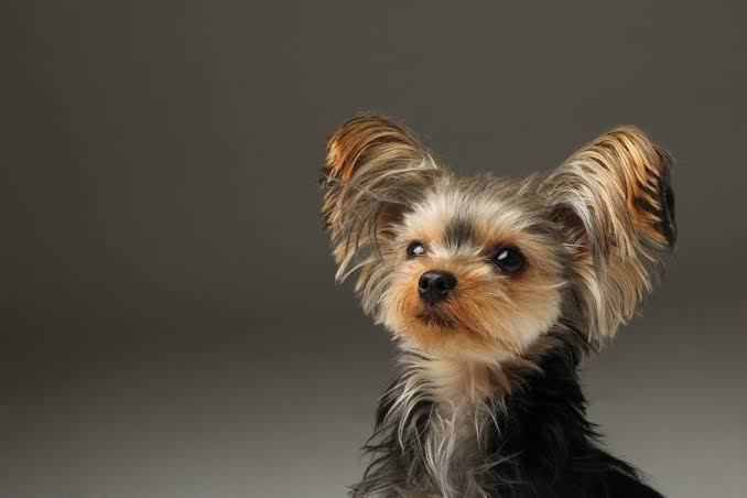 何か見えてる Twitter Search Twitter