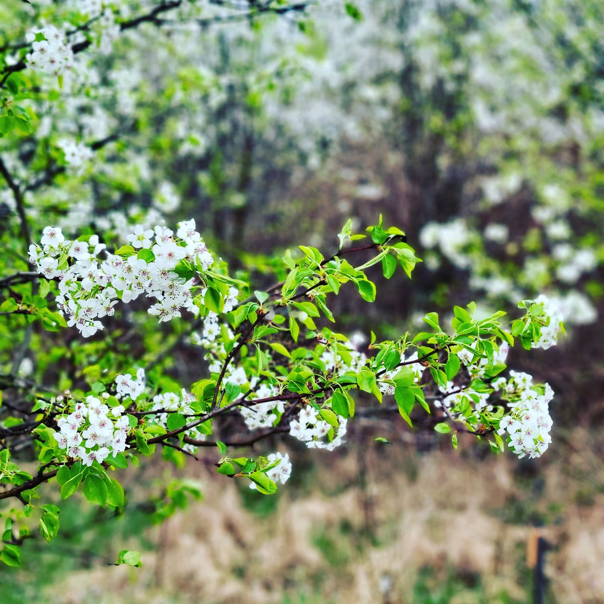 YUNLAB's tweet image. Spring 2021 in Virginia