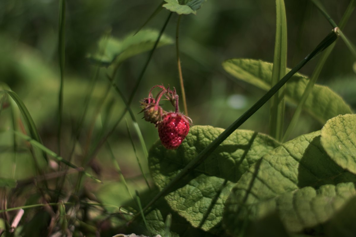 fotoll3's tweet photo. #soft #closeup #berry https://t.co/7RvKUnX12Q