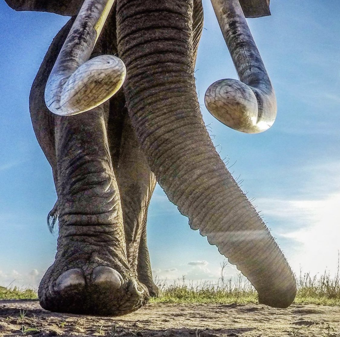 What a beauty, the African ELEPHANT! 🐘 

📷: IG|: brenden_simonson