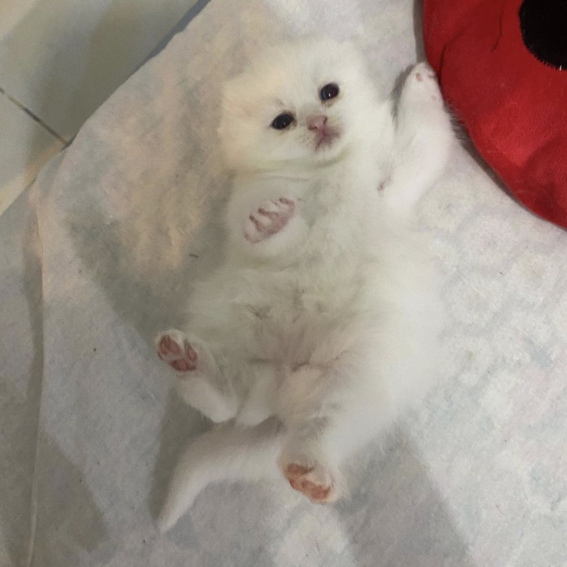 awwwfluffy's tweet photo. แมวเท่านั้นที่ทำให้ฉันรู้สึกว่าโลกนี้ยังอ่อนโยน https://t.co/IEdGJlin5i