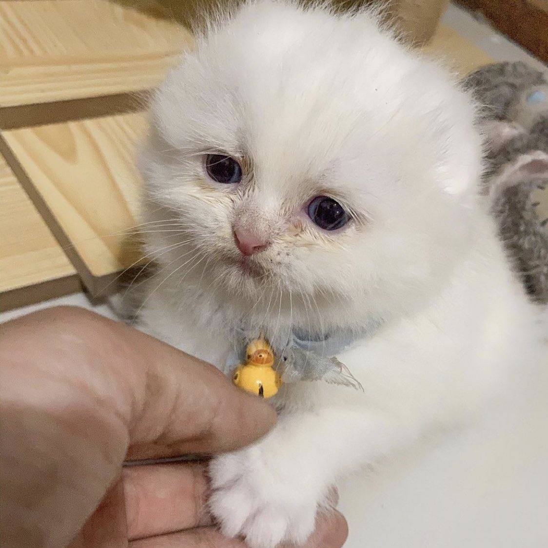 awwwfluffy's tweet photo. แมวเท่านั้นที่ทำให้ฉันรู้สึกว่าโลกนี้ยังอ่อนโยน https://t.co/IEdGJlin5i
